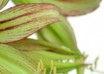 hippeastrum Emerald ® (3)